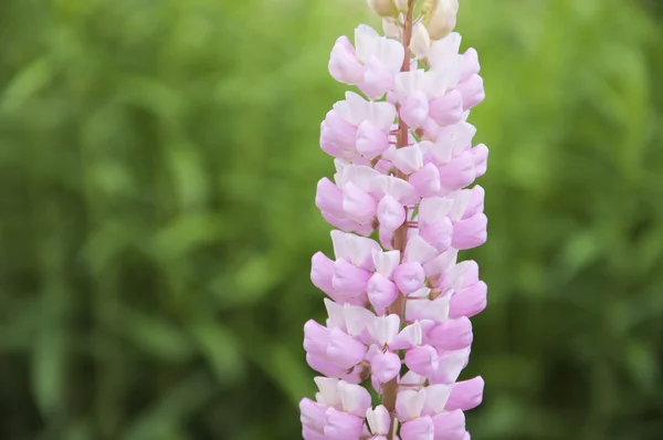 Lupin blomma — Stockfoto