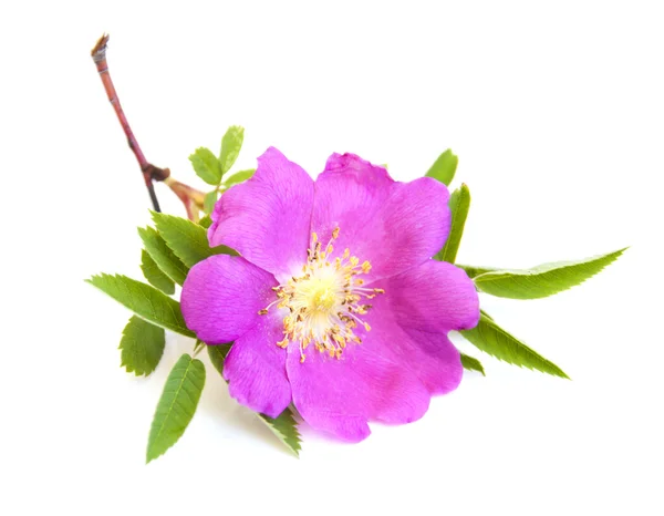 Dog rose — Stock Photo, Image