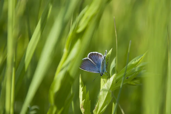 Borboleta — Fotografia de Stock