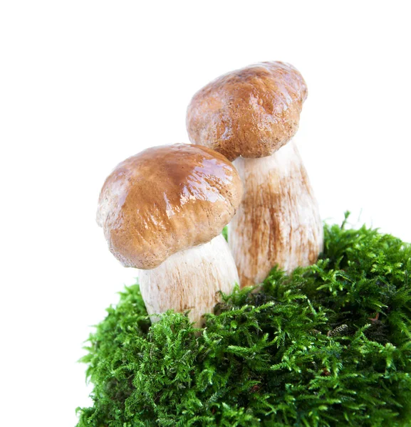 Erdei gombákkal — Stock Fotó