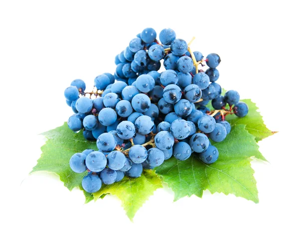 Голубые виноградные гроздья с листьями — стоковое фото