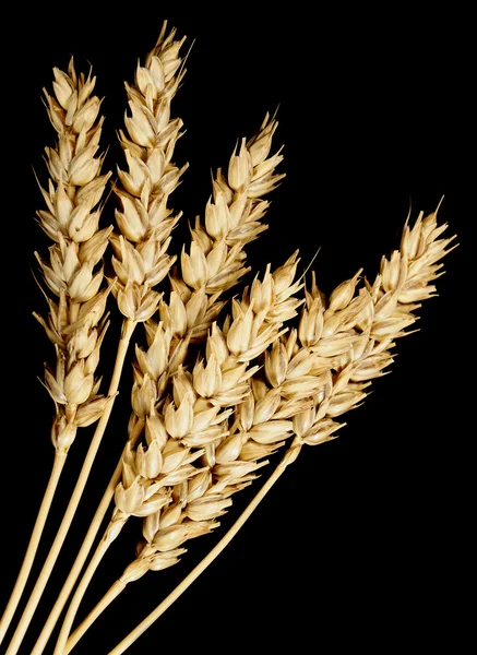 Weizen auf schwarz — Stockfoto