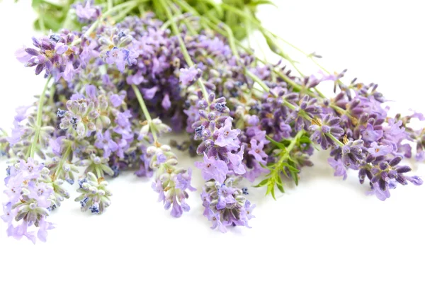 Lavendel — Stockfoto