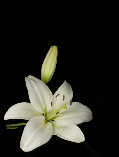 White lily — Stock Photo, Image