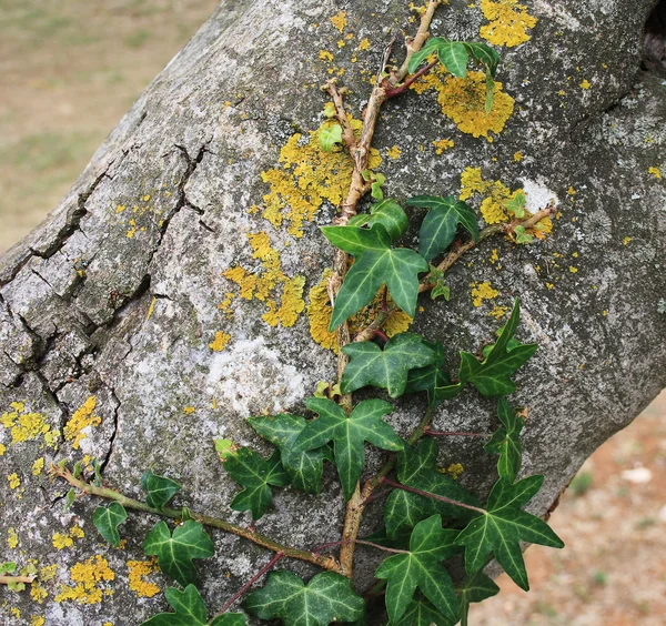 Grüner Efeu auf einem Baum — Stockfoto