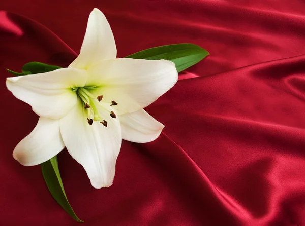 Biała lilia na czerwony jedwab — Zdjęcie stockowe