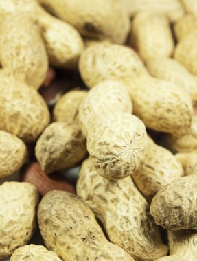 bir kabuk kavrulmuş fıstık