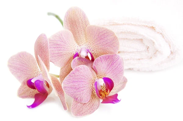 Orchid and Towel — Stock Photo, Image