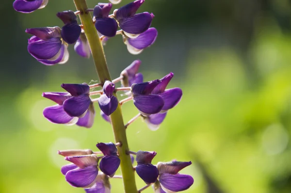 Purple lupine flower — Stock Photo, Image