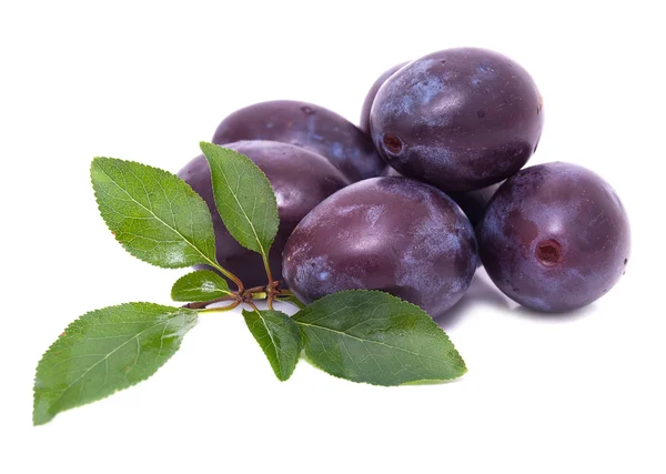 Plums with green leaves on a white background — Stock Photo, Image