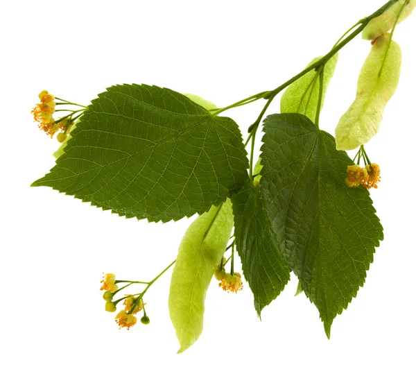 Flowers of linden-tree — Stock Photo, Image