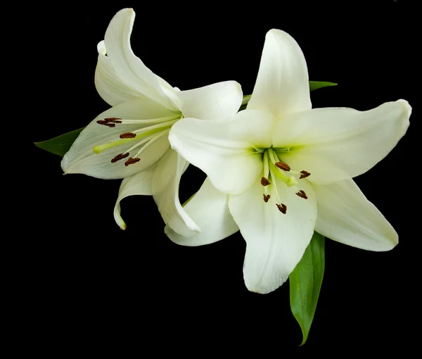 White lilies — Stock Photo, Image