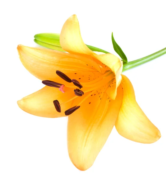 Yellow lily — Stock Photo, Image