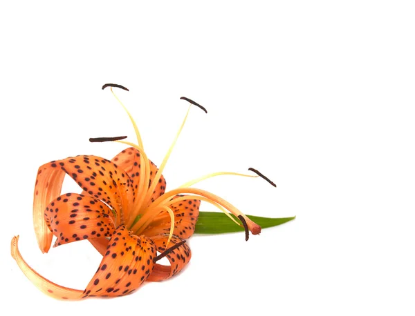 Tiger lily — Stock fotografie