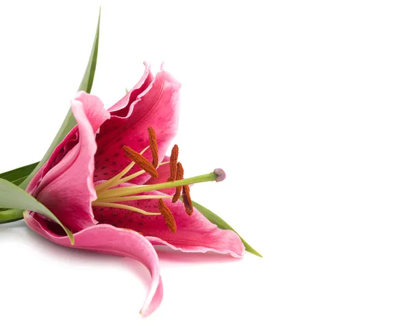 Pink lily on a white background — Stock Photo, Image