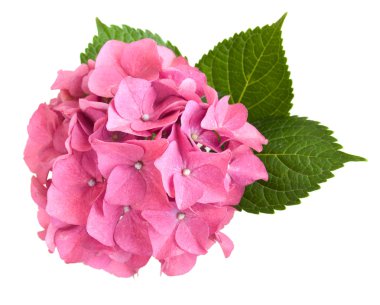pembe ortanca