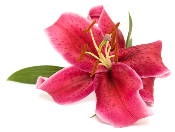 Pink lily on a white background — Stock Photo, Image