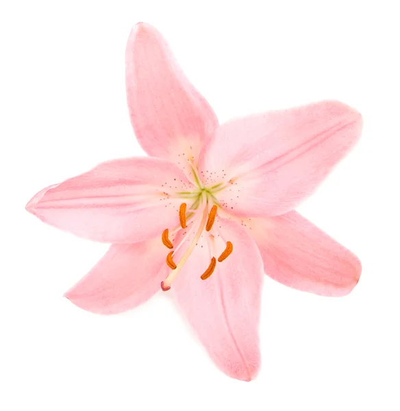 Pink lily — Stock Photo, Image