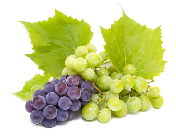 Grappes de raisins bleus et blancs avec feuilles — Photo