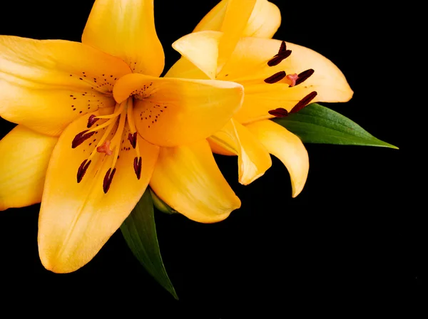 Yellow lilies — Stock Photo, Image