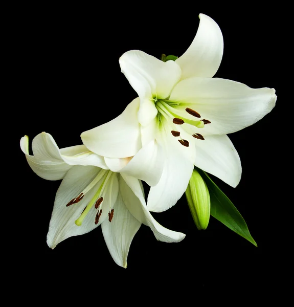 White lily on a black background — Stock Photo, Image