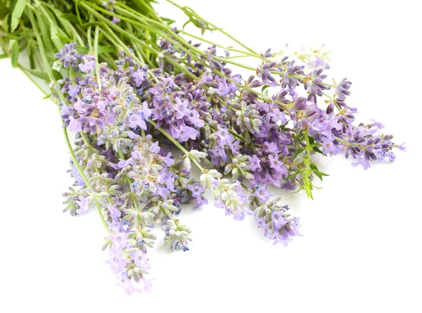 Lavanda — Fotografia de Stock