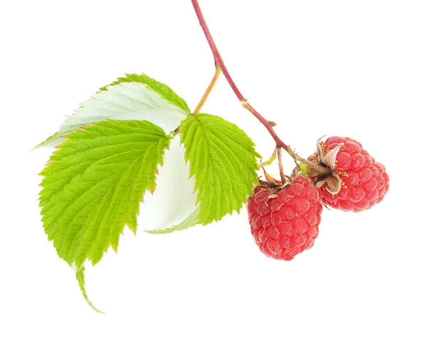 Raspberries — Stock Photo, Image