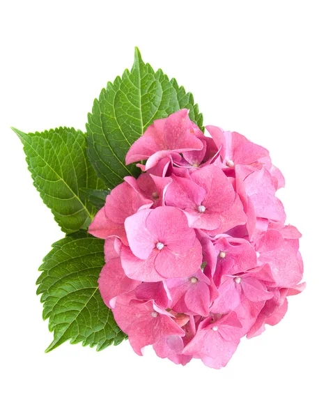 Hortensia rosada — Foto de Stock