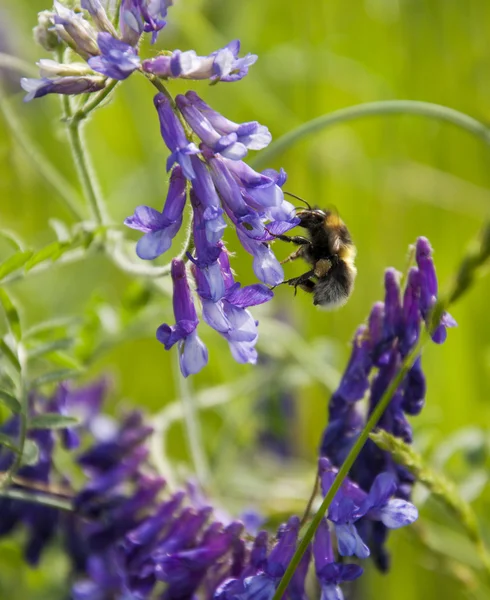 Бамбл-пчела — стоковое фото