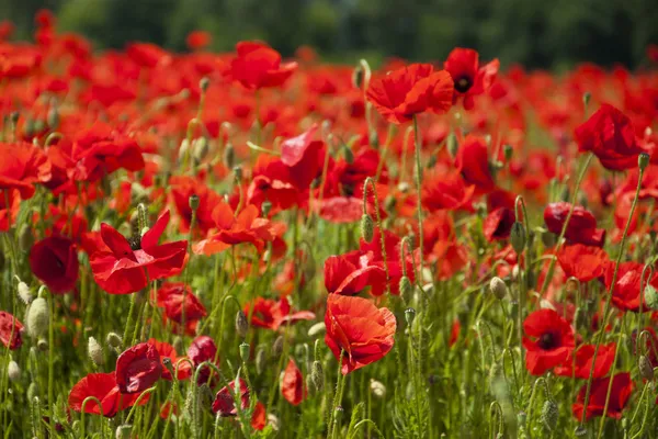 Papavers op een veld — Stockfoto