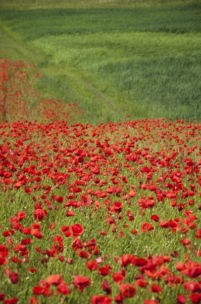 Papavers op een veld — Stockfoto