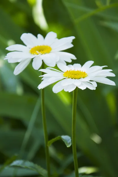 Daisies in the grass — Stock Photo, Image