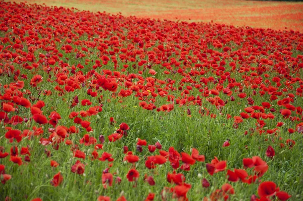 Poppies on a field — Stock Photo, Image