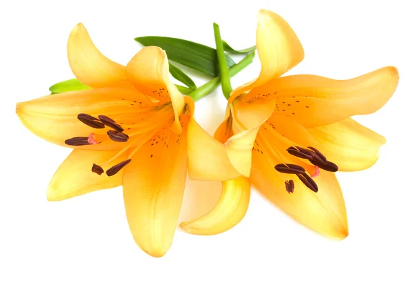 Yellow lilies on a white background — Stock Photo, Image