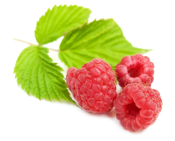 Raspberries — Stock Photo, Image