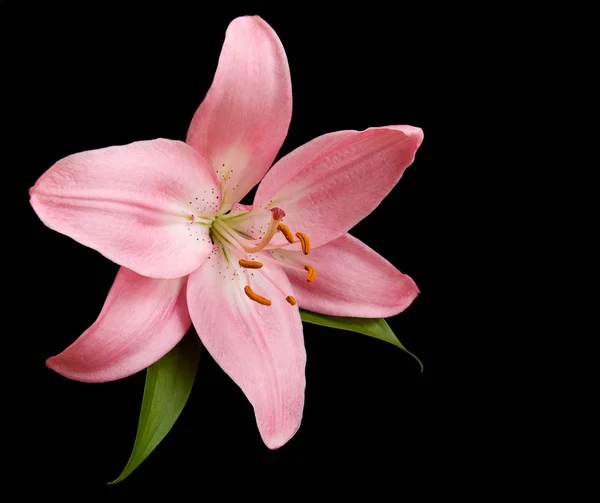 Lírio rosa em um fundo preto — Fotografia de Stock