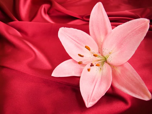 Pink lily on the red silk background — Stock Photo, Image