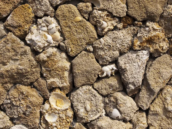 Pared de una roca de concha —  Fotos de Stock