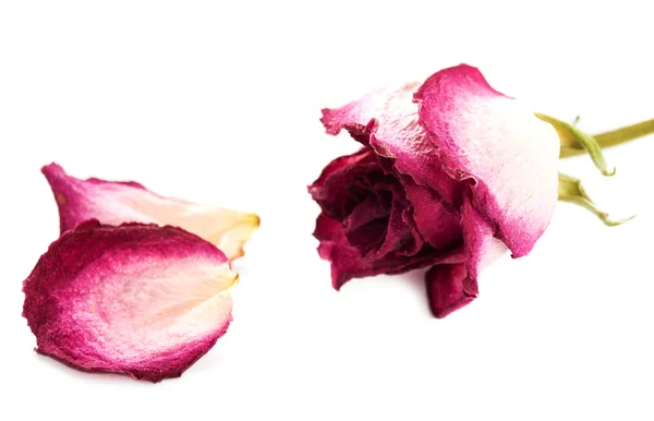 Dry rose — Stock Photo, Image
