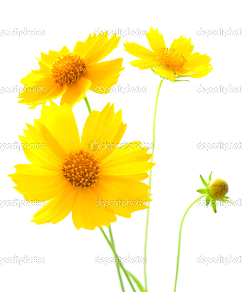 Flores amarelas em fundo branco — Fotografias de Stock © ls992007 #13622168
