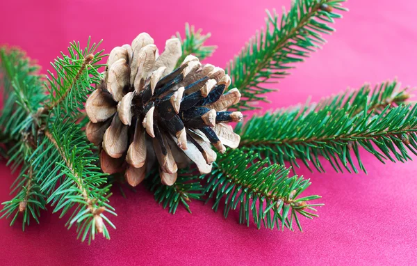 Pine Cones and Needles — Stock Photo, Image