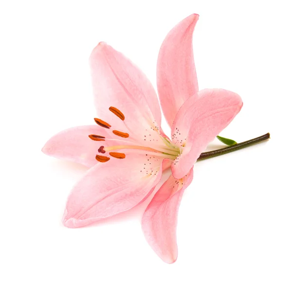 Pink lily — Stock Photo, Image