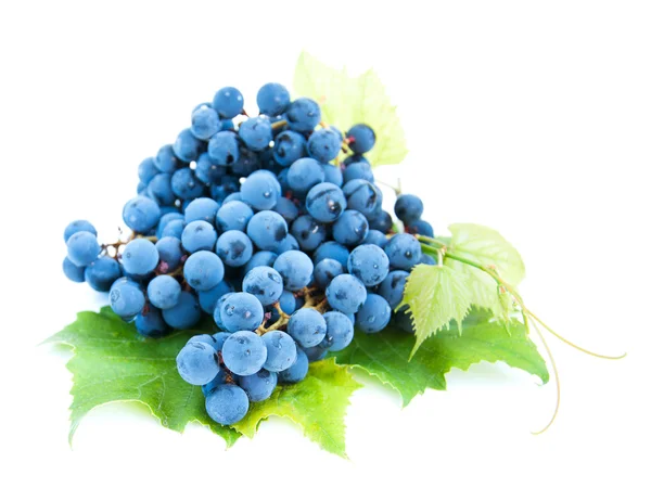 Blaue Trauben mit Blättern — Stockfoto
