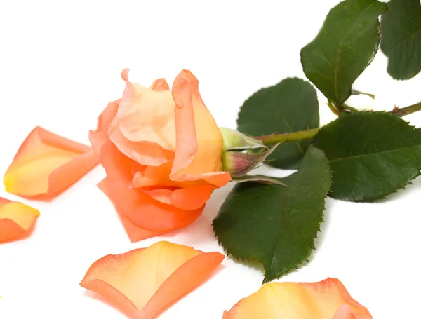 Roze roos met gevallen bloemblaadjes — Stockfoto