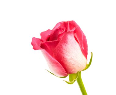 beyaz arkaplanda yükseldi