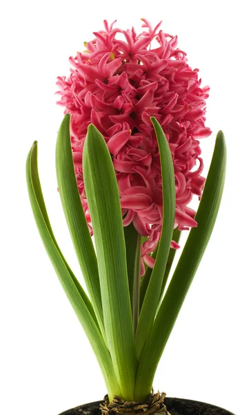 Hyacinth — Stock Photo, Image