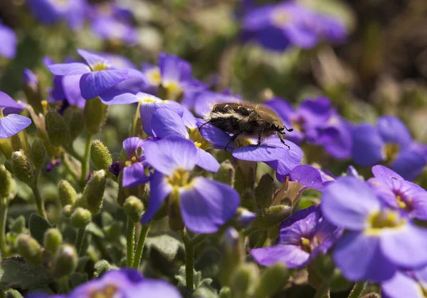 春天紫色的花朵中的 bug — 图库照片