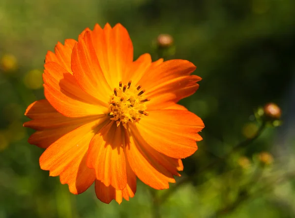 Yellow Cosmos flowers — Stock Photo, Image