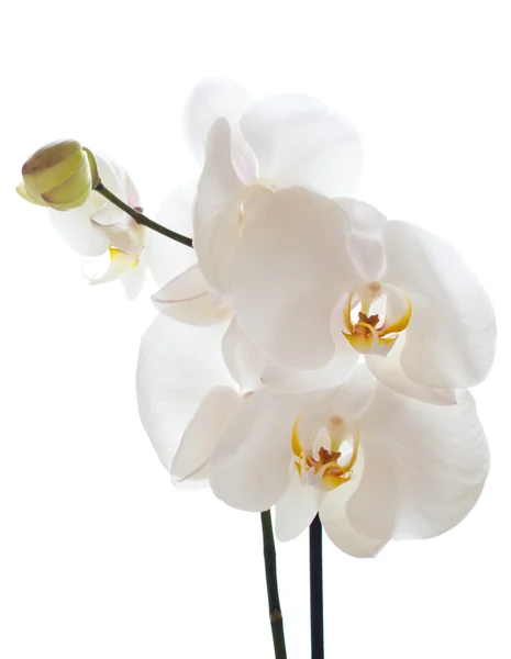 Orchids — Stock Photo, Image