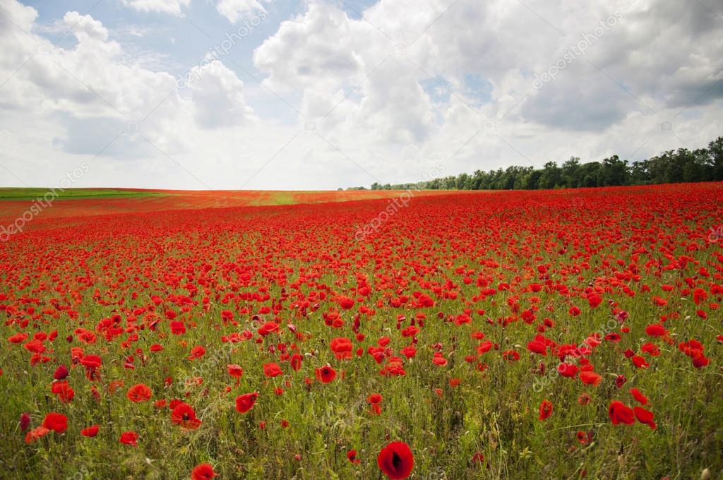 Poppies on a field